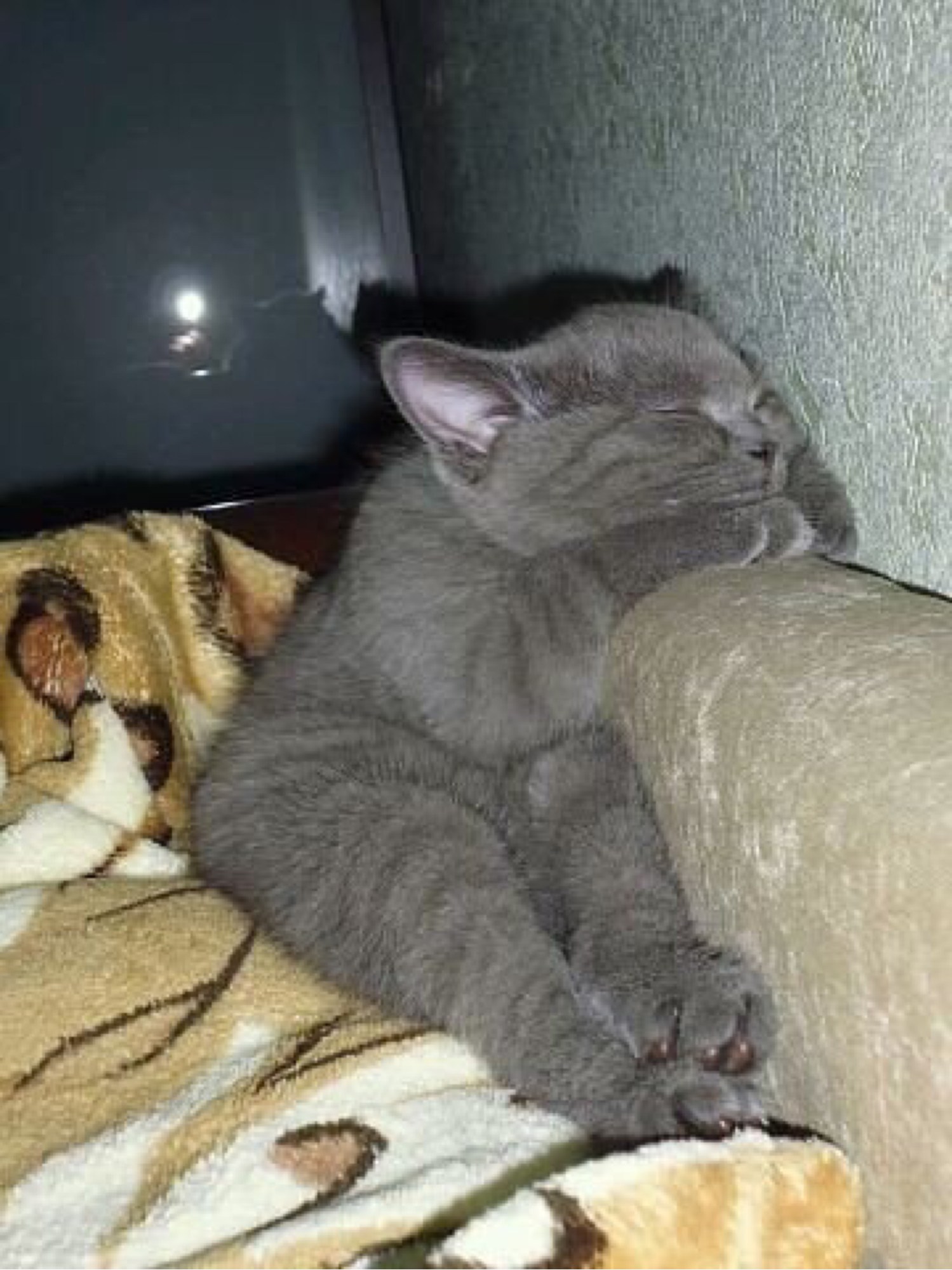 Мечтаю поспать. Кот засыпает. Ложись спать котик. Кот уснул. Спящий кот смешной.