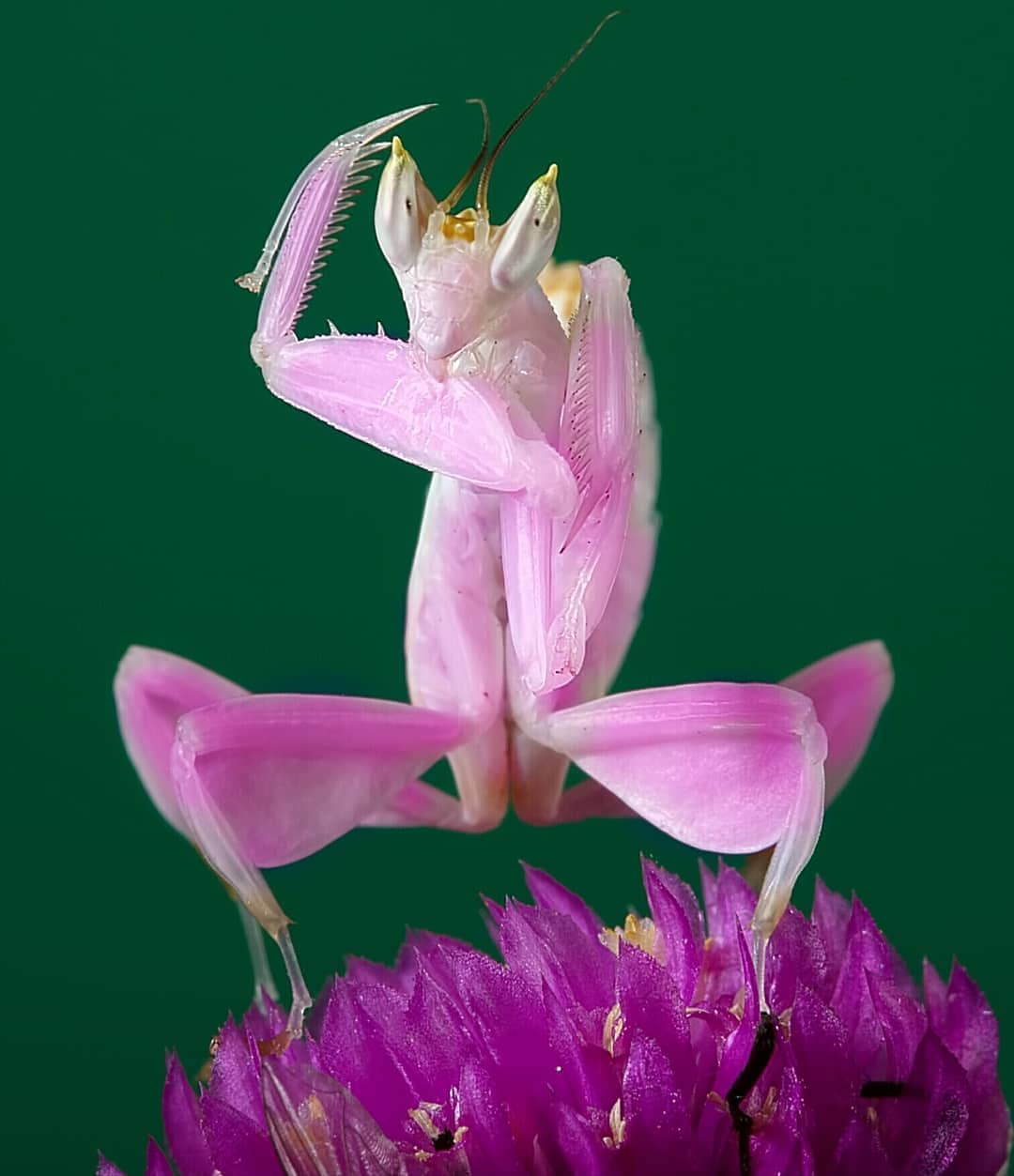 Окраска богомолов. Богомол Pseudocreobotra wahlbergii. Богомол орхидейный белый. Орхидейный богомол на цветке. Розовый орхидейный богомол.