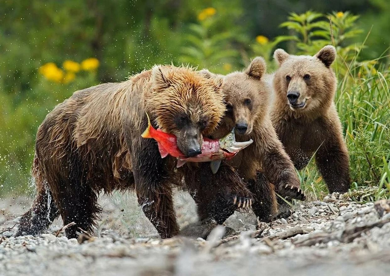 Медведь. Отряд Хищные бурый медведь. Медведь Пестун. Сибирский бурый медведь. Сибирский бурый медведь против Гризли.