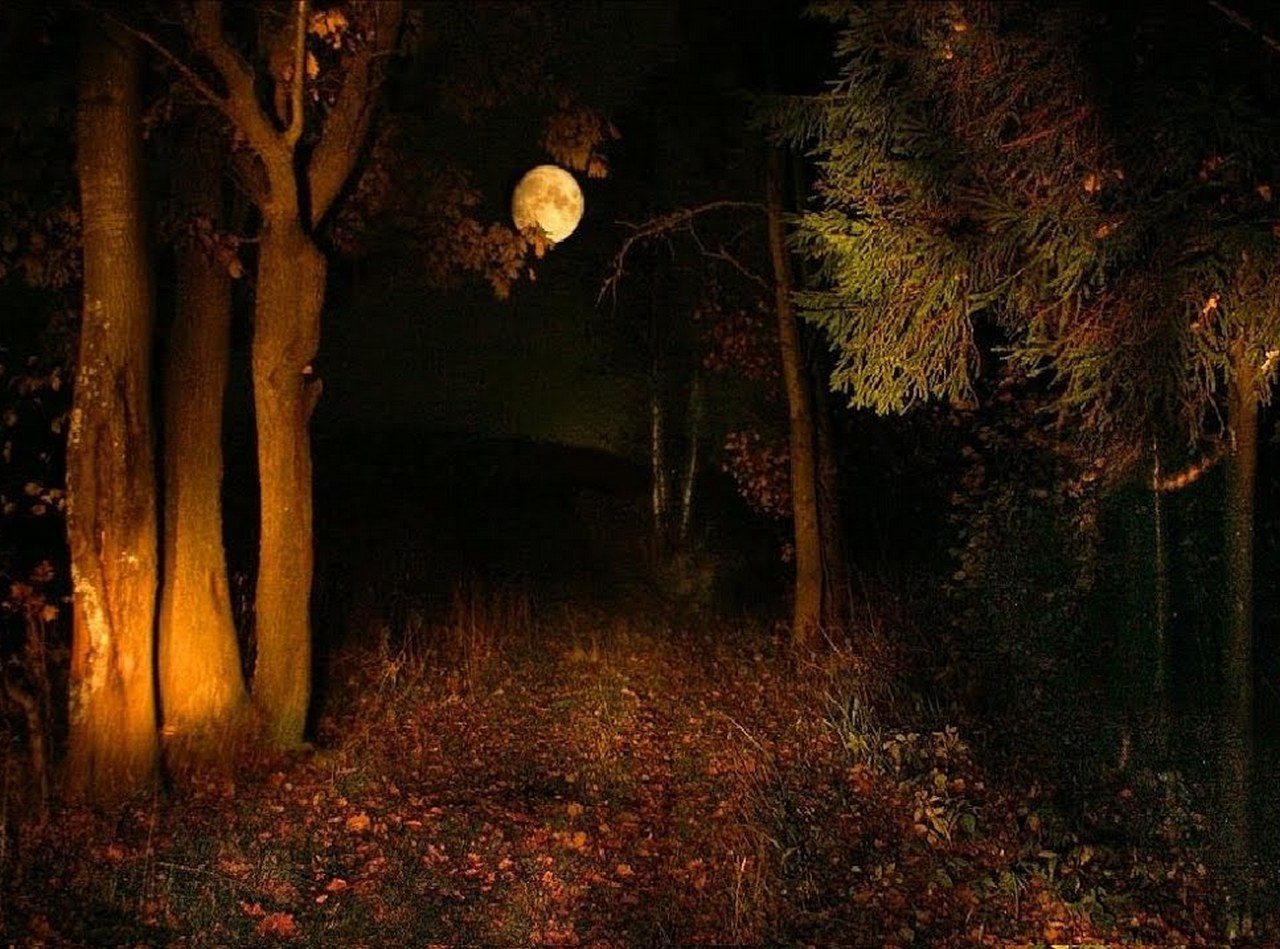 Темным осенним вечером. «Ночь в лесу». Страшная осень. Осенняя ночь. Лес Освещенный луной.