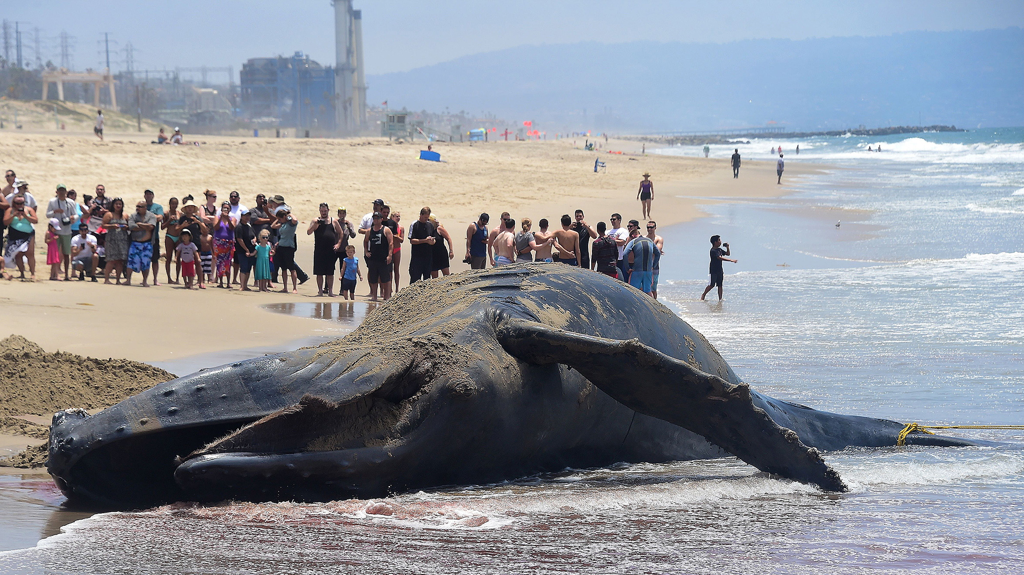 Почему киты выбрасываются на берег. Киты выбрасываются на берег.