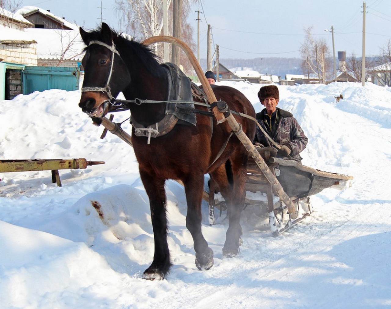 Лошади сани деревья бык. Лошадь с санями. Лошадь с санями зимой деревня. Деревенские лошади. Лощать зимой в деревне.