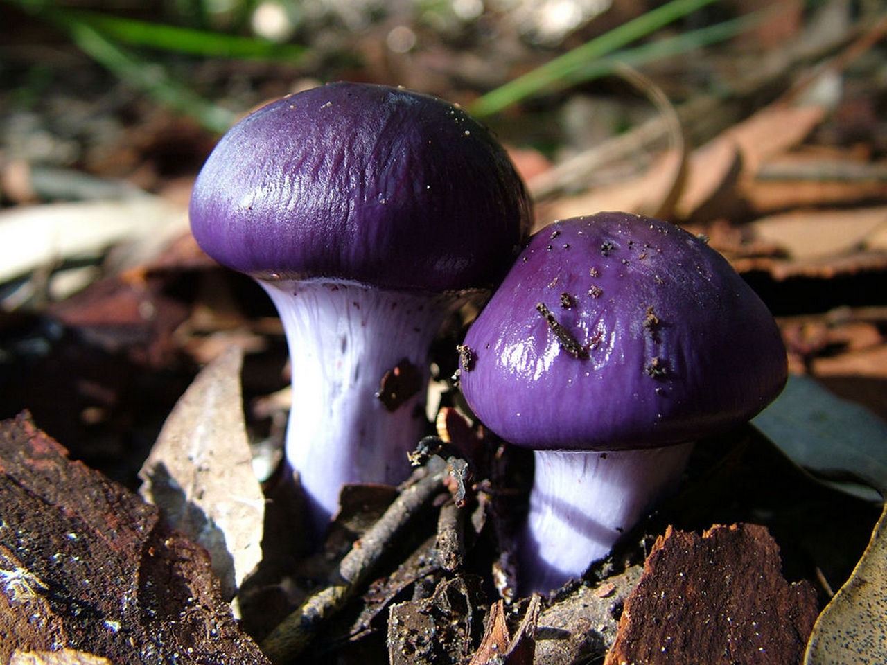 Экзотические грибы. Паутинник фиолетовый. Паутинник Терпсихоры. Паутинник фиолетовый гриб. Паутинник лиловый.