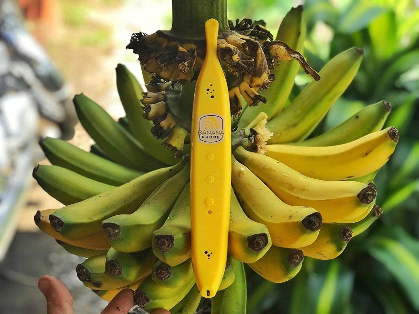 Какие бывают бананы. Бананы сорта. Разные сорта бананов. Полосатые бананы. Сорта бананов названия.
