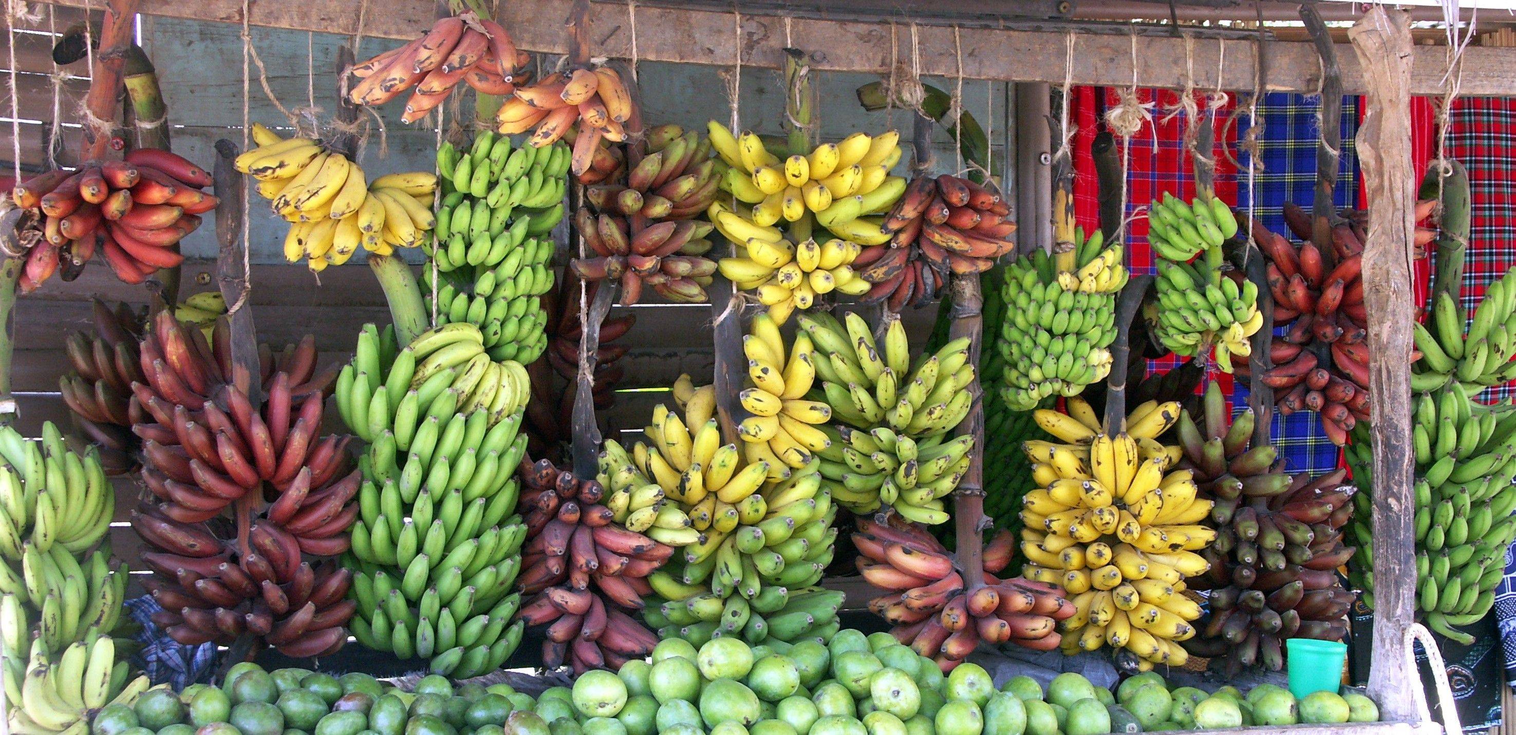 Какие бывают бананы. Сорта бананов. Разные сорта бананов. Цветные бананы. Разные сорта банананов.